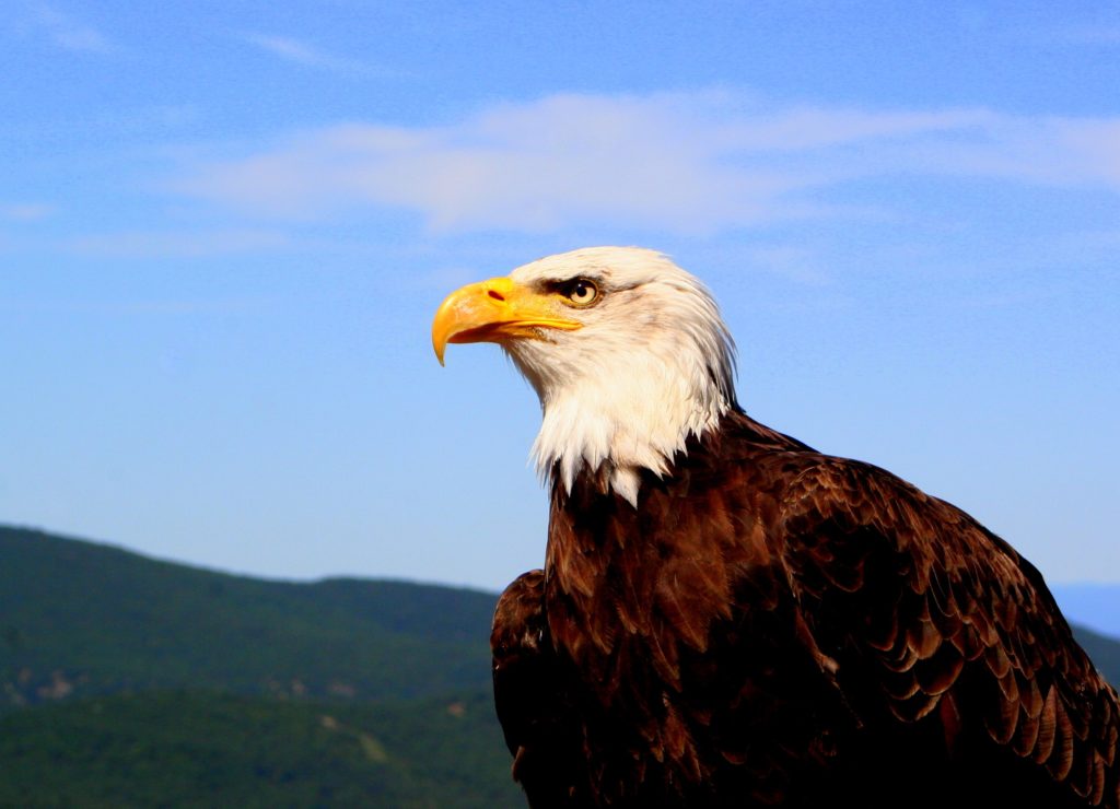 eagle-majestic-animal-bird-freedom-symbol-feather